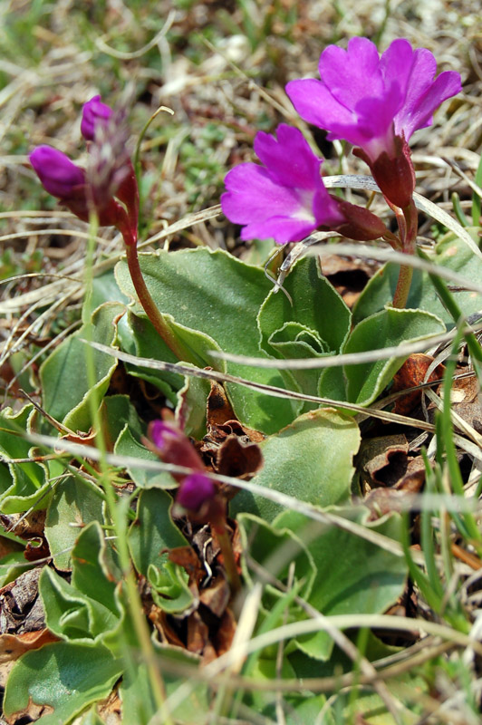 Primula polliniana (=Primula spectabilis) / Primula meravigliosa